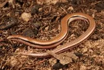 کشف یک مارمولک بی‌دست در استرالیا