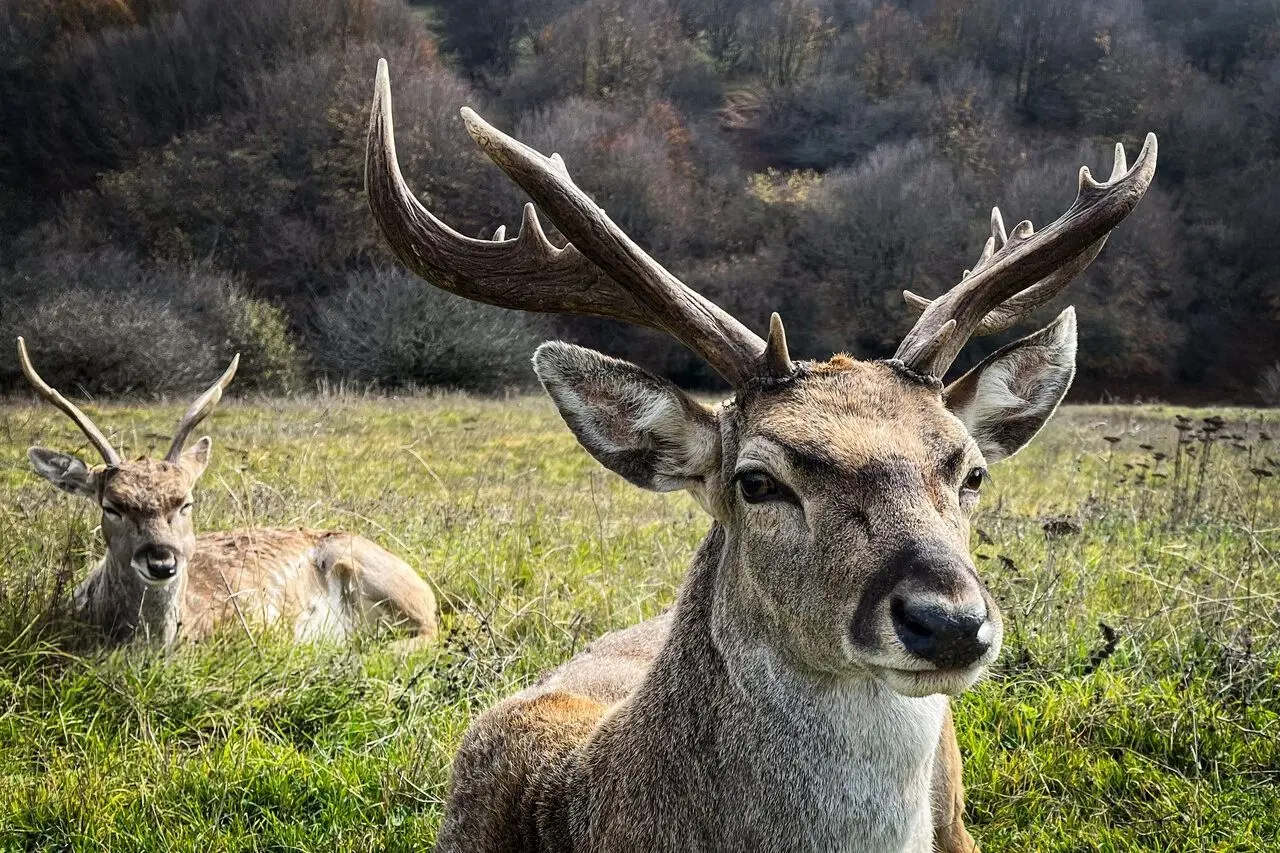 تصاویر؛ فندقلو در مرزِ مه و سکوت