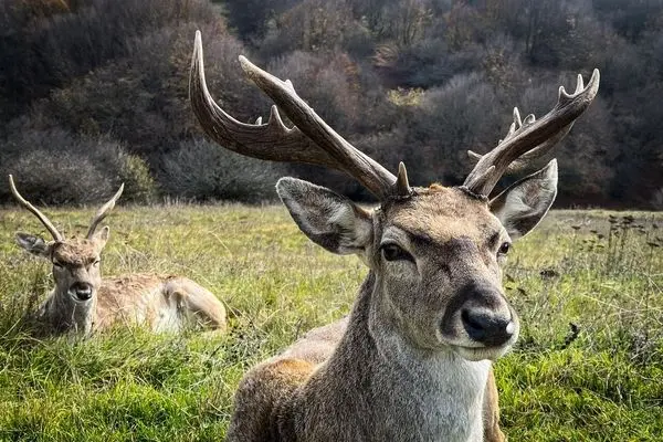 تصاویر؛ فندقلو در مرزِ مه و سکوت