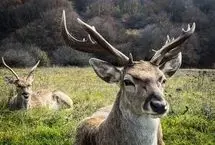 تصاویر؛ فندقلو در مرزِ مه و سکوت