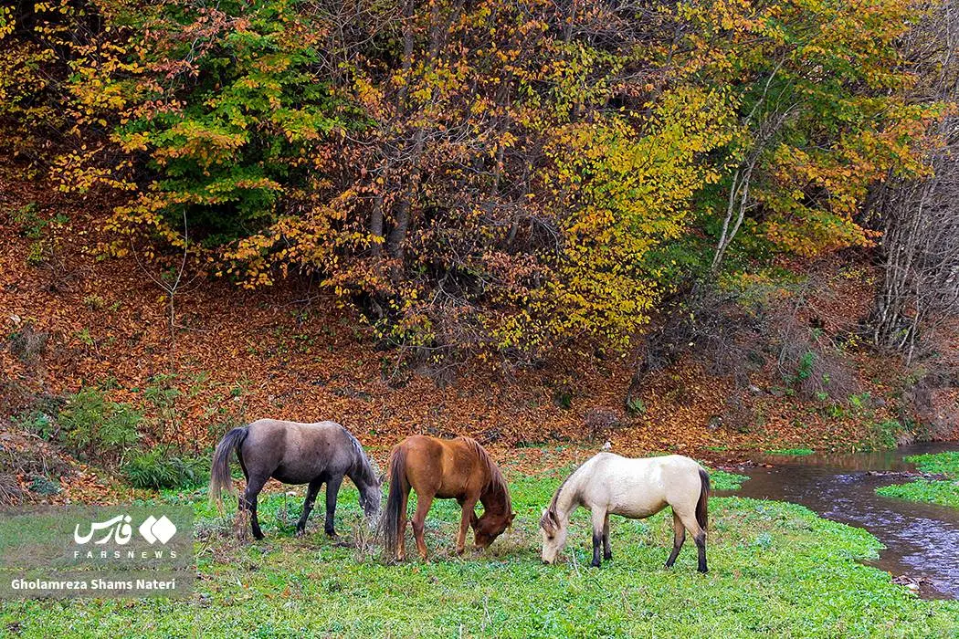 عکس صفحه گوشی پاییز