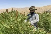 تصاویر؛ برداشت سنتی سماق در روستای پلکانی ژان 