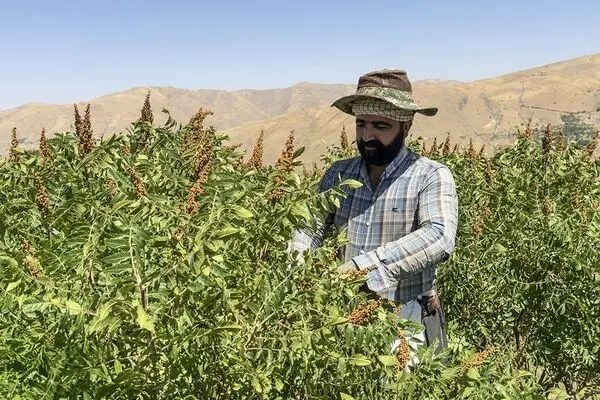 تصاویر؛ برداشت سنتی سماق در روستای پلکانی ژان 