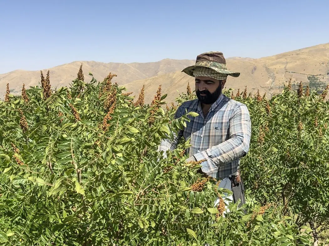 تصاویر؛ برداشت سنتی سماق در روستای پلکانی ژان 