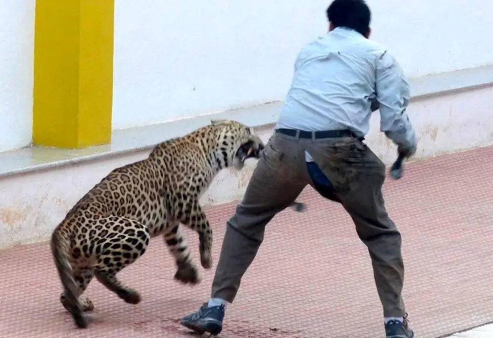 ببینید؛ مقابله هندی‌ها با چوب در برابر حمله پلنگ 