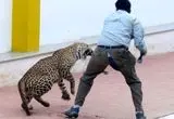 ببینید؛ مقابله هندی‌ها با چوب در برابر حمله پلنگ 