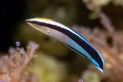 این ماهی خود را در آینه می‌شناسد!