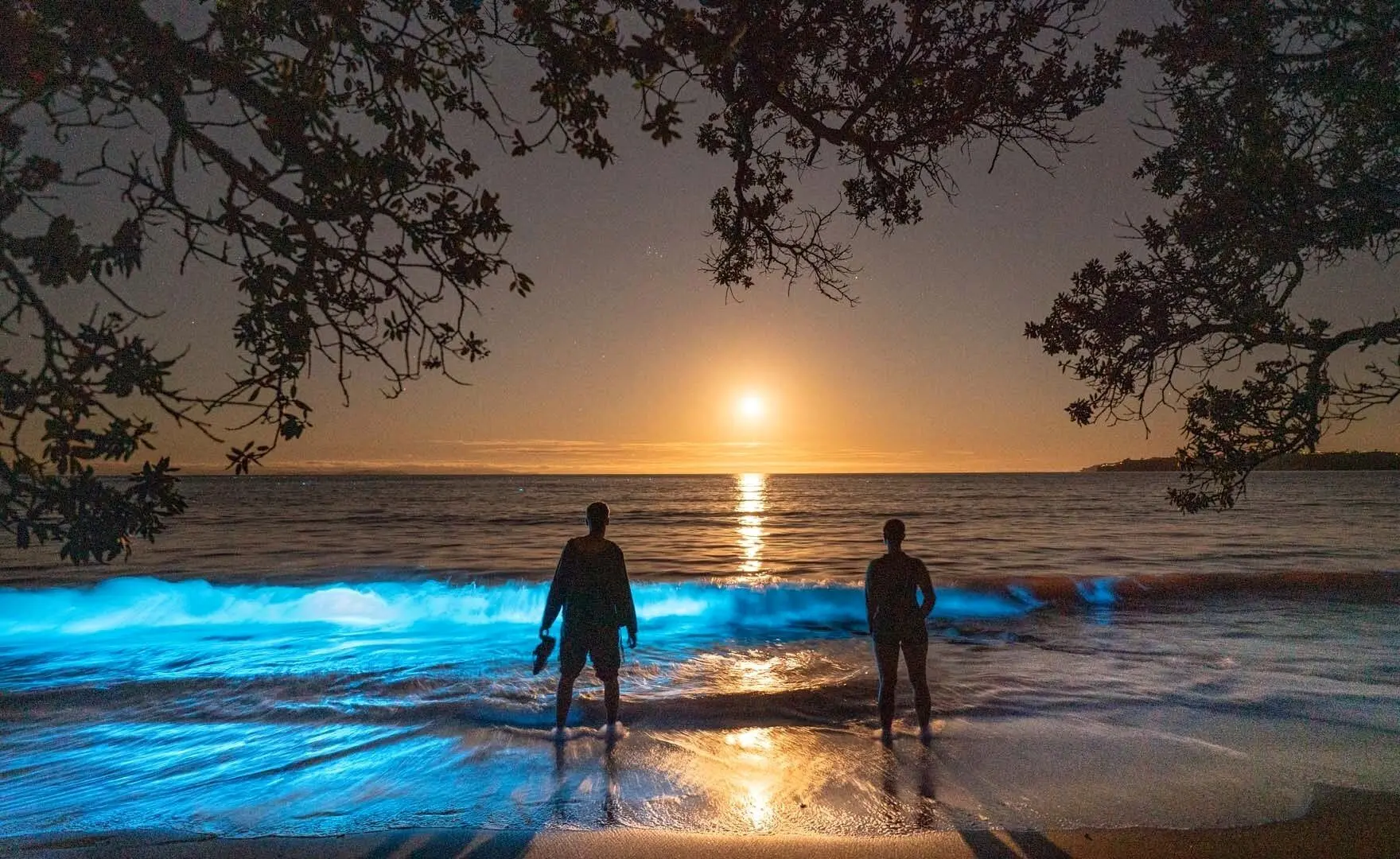 پدیده آب نورانی در سواحل اوکلند گردشگران را مسحور کرد