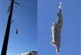 آویزان میان مرگ و زندگی؛ نجات معجزه‌آسای جغد گرفتار در دام نامرئی