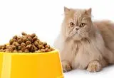 بهترین غذای گربه؛ بررسی 5 معیار مهم + مقایسه برندها و چک‌لیست انتخاب در ۱ دقیقه