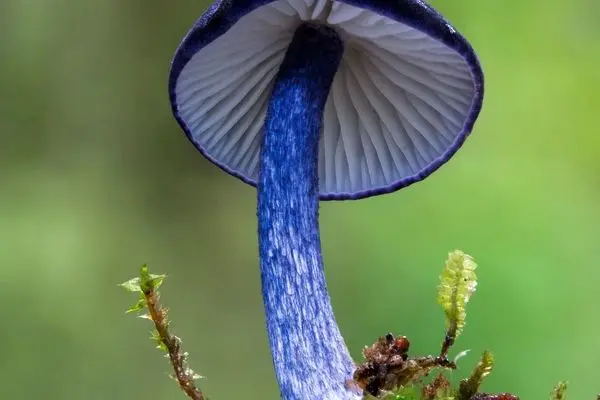 تصاویر؛ دنیای شگفت‌انگیز قارچ‌ها