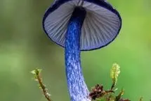 تصاویر؛ دنیای شگفت‌انگیز قارچ‌ها