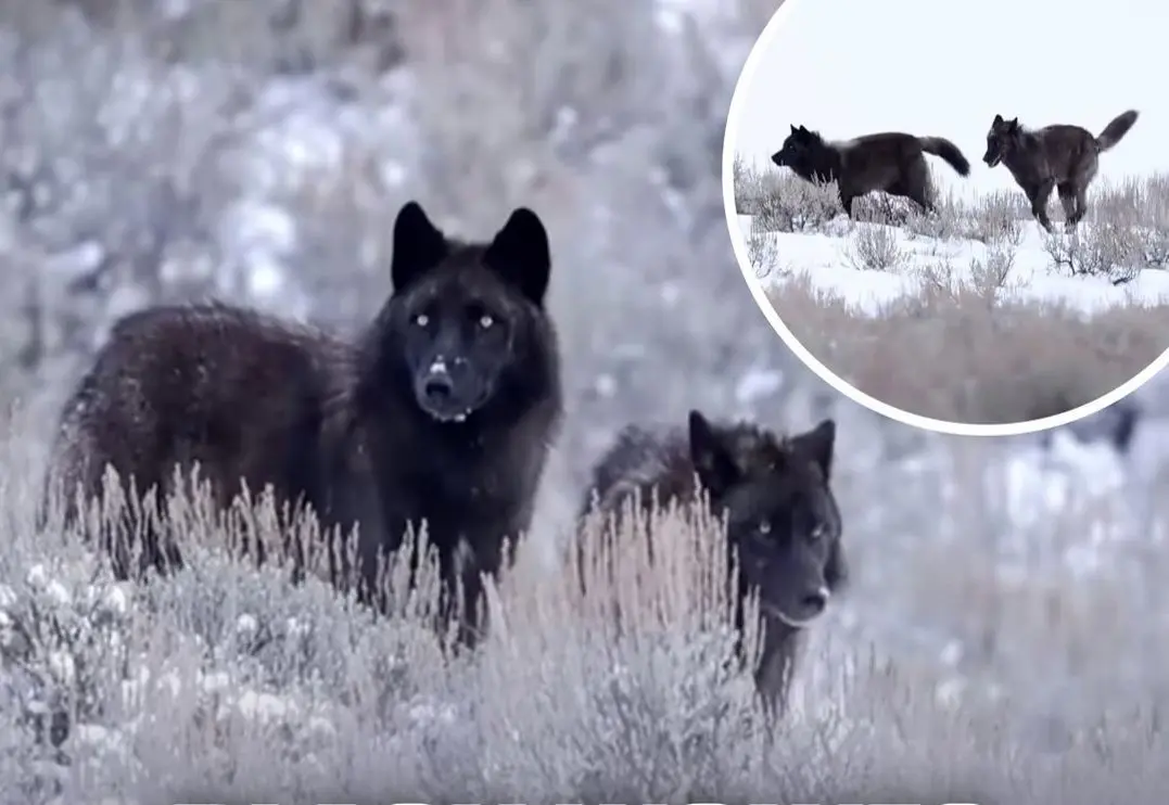 گرگ‌های سیاه نادر در پارک ملی یلوستون