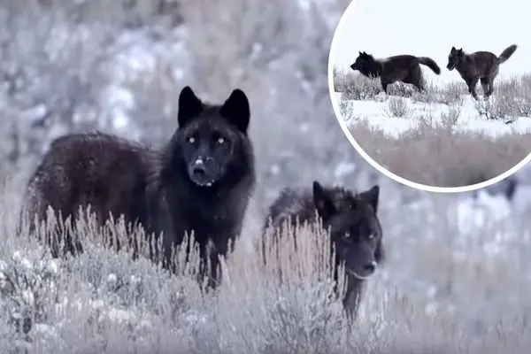 گرگ‌های سیاه نادر در پارک ملی یلوستون