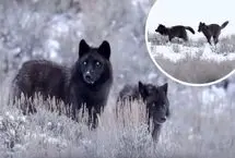 گرگ‌های سیاه نادر در پارک ملی یلوستون