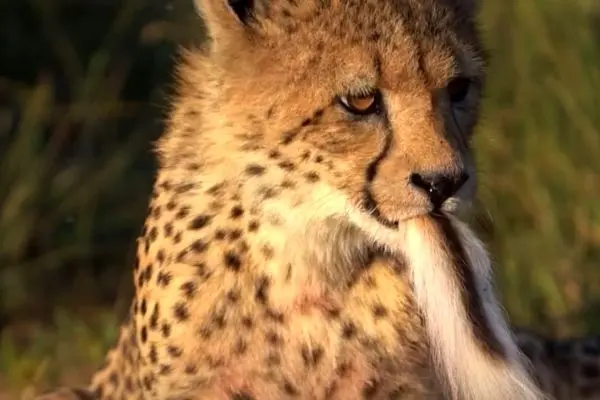 تلاش یوزپلنگ جوان برای بلعیدن دُم ایمپالا