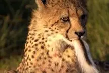 تلاش یوزپلنگ جوان برای بلعیدن دُم ایمپالا