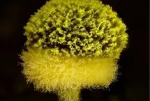 انفجار اتمی روی یک تکه چوب