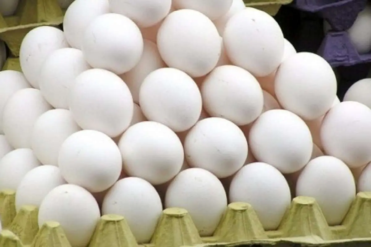 قیمت هر کیلو تخم‌مرغ درب مرغداری‌ چند؟!