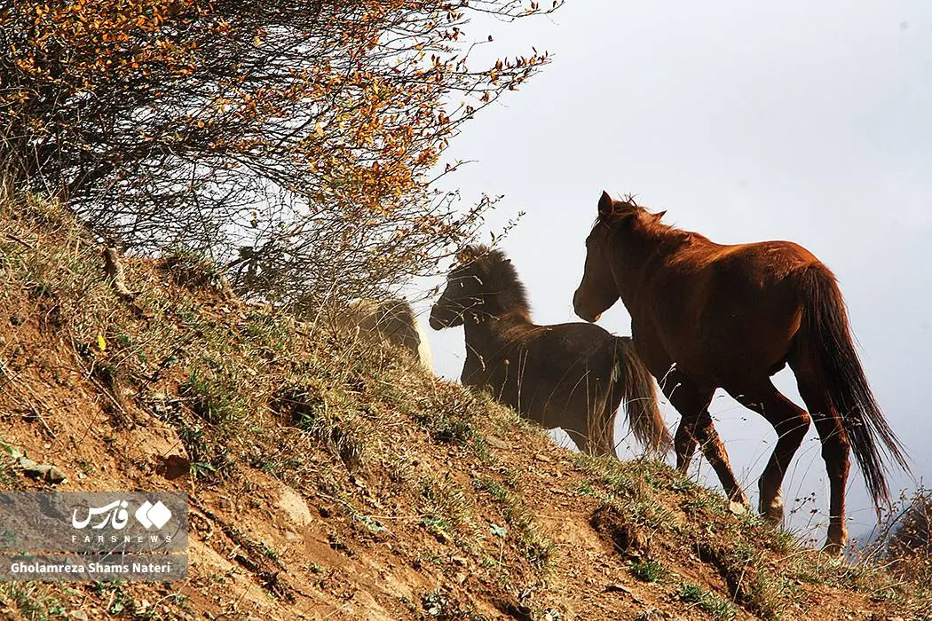 عکس صفحه گوشی پاییز