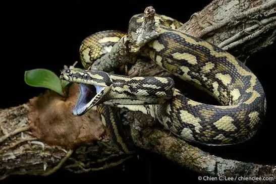 مار پیتون فرش،  استاد شکار از ارتفاع 