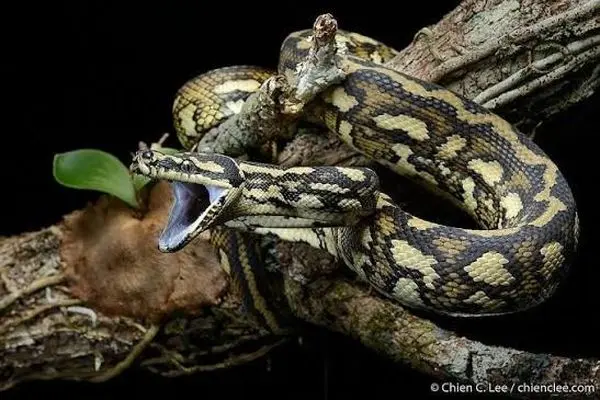 مار پیتون فرش،  استاد شکار از ارتفاع 