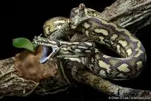 مار پیتون فرش،  استاد شکار از ارتفاع 