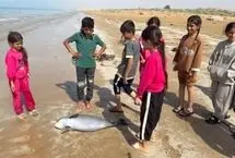 کشف لاشه نوزاد گرازماهی در سواحل بوشهر