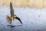 شاهکار عکاس ۱۷ ساله؛‌ سه سال انتظار برای یک ثانیه!