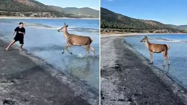 ببینید؛ رفتار بامزه گوزن کمیاب با گردشگران در ساحل دریاچه