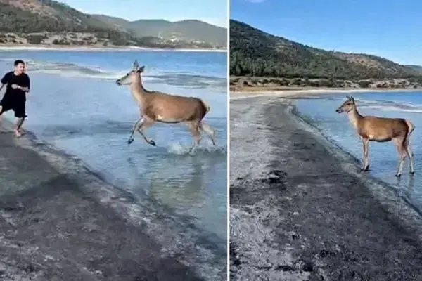 ببینید؛ رفتار بامزه گوزن کمیاب با گردشگران در ساحل دریاچه
