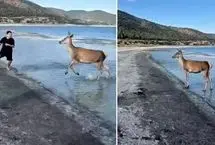 ببینید؛ رفتار بامزه گوزن کمیاب با گردشگران در ساحل دریاچه