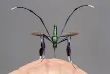 پشه‌ای که انگار از آینده آمده!