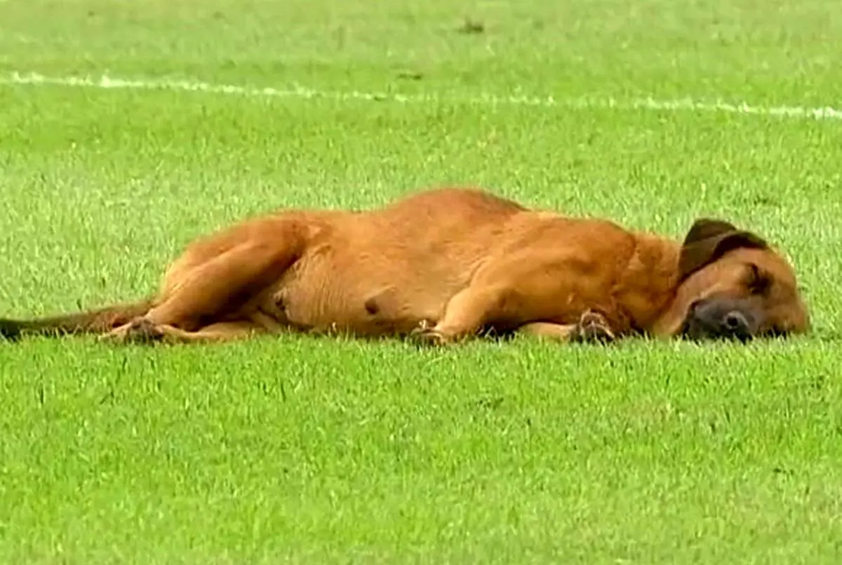 خوابیدن یک سگ در محوطه جریمه زمین فوتبال!