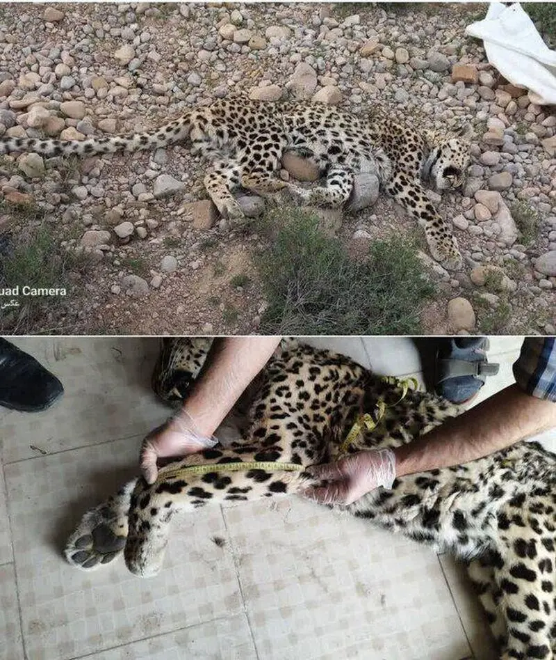 لاشه پلنگ