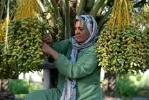 تصاویر؛ خرمشهری‌ها در فصل برداشت رُطب