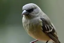 ذخیره‌سازی فایل عکس ۱۷۶ کیلوبایتی در یک پرنده‌!