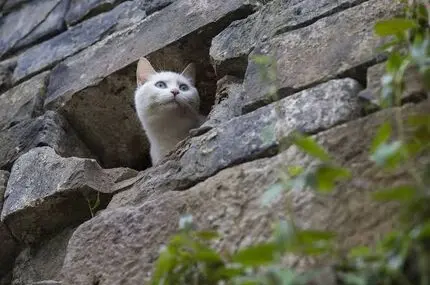 گربه جسور از دیوار باستانی بالا رفت