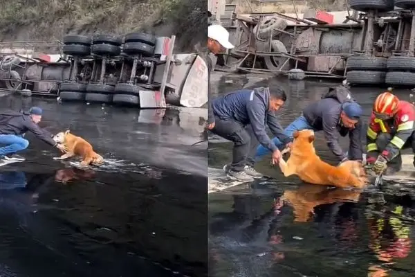 نجات یک سگ گرفتار در قیر پس از واژگونی کامیون