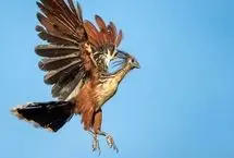 با بدبوترین پرنده جهان آشنا شوید