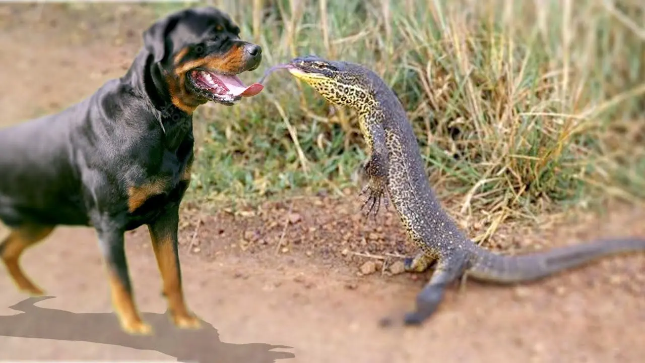 تعقیب غیرمنتظره‌ یک سگ توسط مارمولک غول‌پیکر 