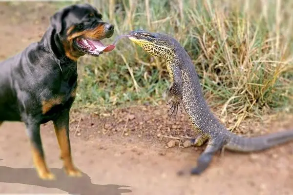 تعقیب غیرمنتظره‌ یک سگ توسط مارمولک غول‌پیکر 