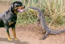 تعقیب غیرمنتظره‌ یک سگ توسط مارمولک غول‌پیکر 