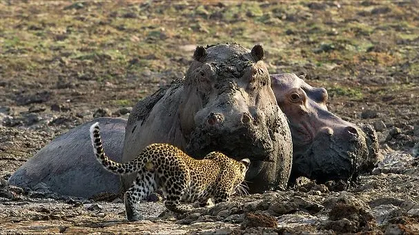 جسارت توله‌پلنگ‌ها و رویارویی پرتنش با اسب آبی