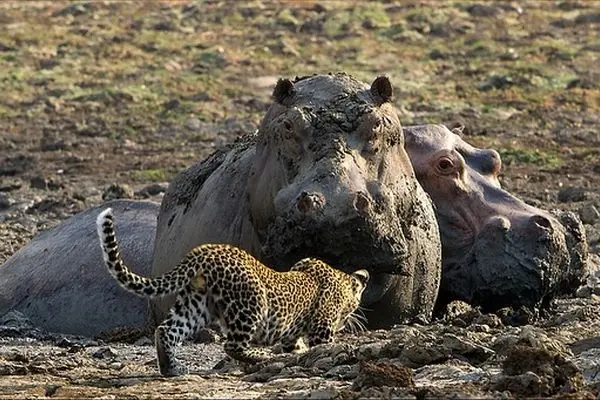 جسارت توله‌پلنگ‌ها و رویارویی پرتنش با اسب آبی