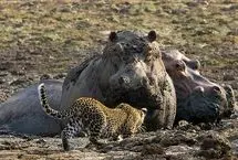 جسارت توله‌پلنگ‌ها و رویارویی پرتنش با اسب آبی