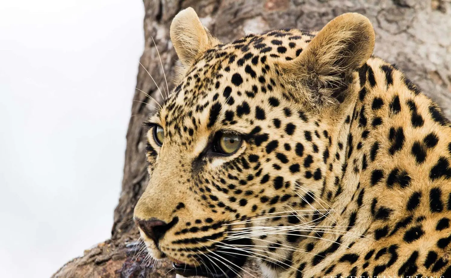 کفتار سمج شکار را از چنگ پلنگ ربود