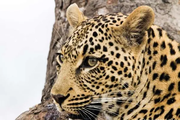 کفتار سمج شکار را از چنگ پلنگ ربود