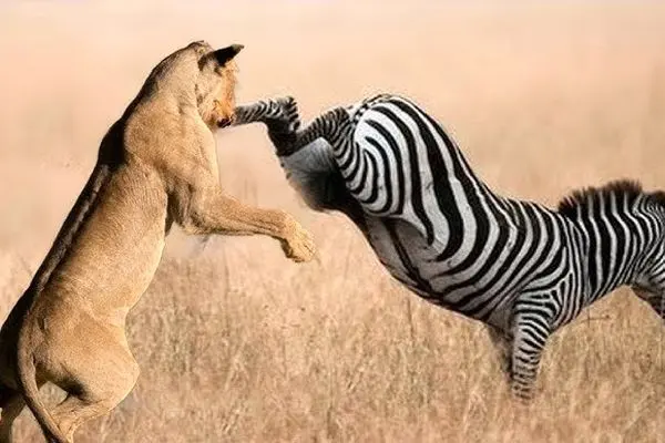 فرار باورنکردنی گورخر با لگدپرانی به صورت شیر