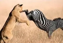 فرار باورنکردنی گورخر با لگدپرانی به صورت شیر